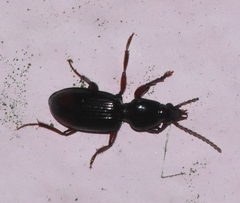 Ardistomis