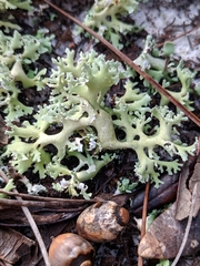 Cladonia prostrata