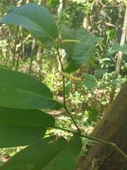 Cuban Oregano (Piper verrucosum)