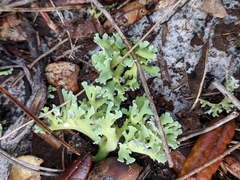 Cladonia prostrata