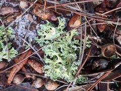 Cladonia prostrata