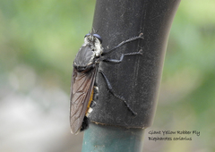 Blepharotes coriarius