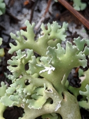 Cladonia prostrata