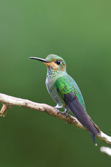Green-Crowned Brilliant photo 5
