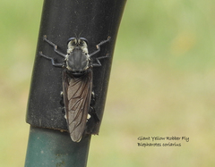 Blepharotes coriarius