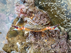 Charybdis japonica