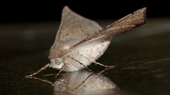 Oenochroma subustaria