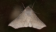 Oenochroma subustaria