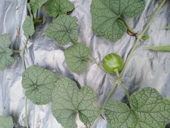 Trichosanthes scabra