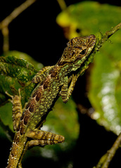 Anolis aequatorialis