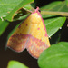 Pink-bordered Yellow - Photo (c) Rachel Wright, some rights reserved (CC BY-NC), uploaded by Rachel Wright