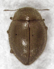 Adoxellus flavihirtus