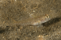 Nesogobius pulchellus