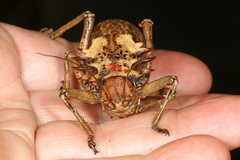 Enyaliopsis iaculator