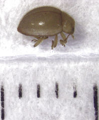 Adoxellus flavihirtus