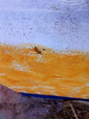 Camponotus conspicuus