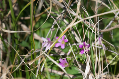 Ionoxalis