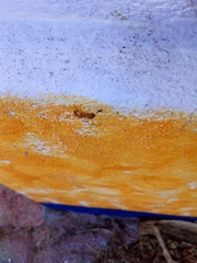 Camponotus conspicuus