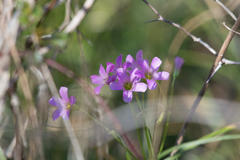 Ionoxalis