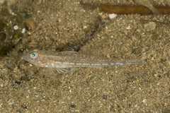 Nesogobius