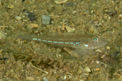 Nesogobius
