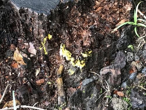 Oligonema verrucosum