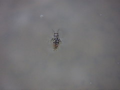 Ellipes minuta