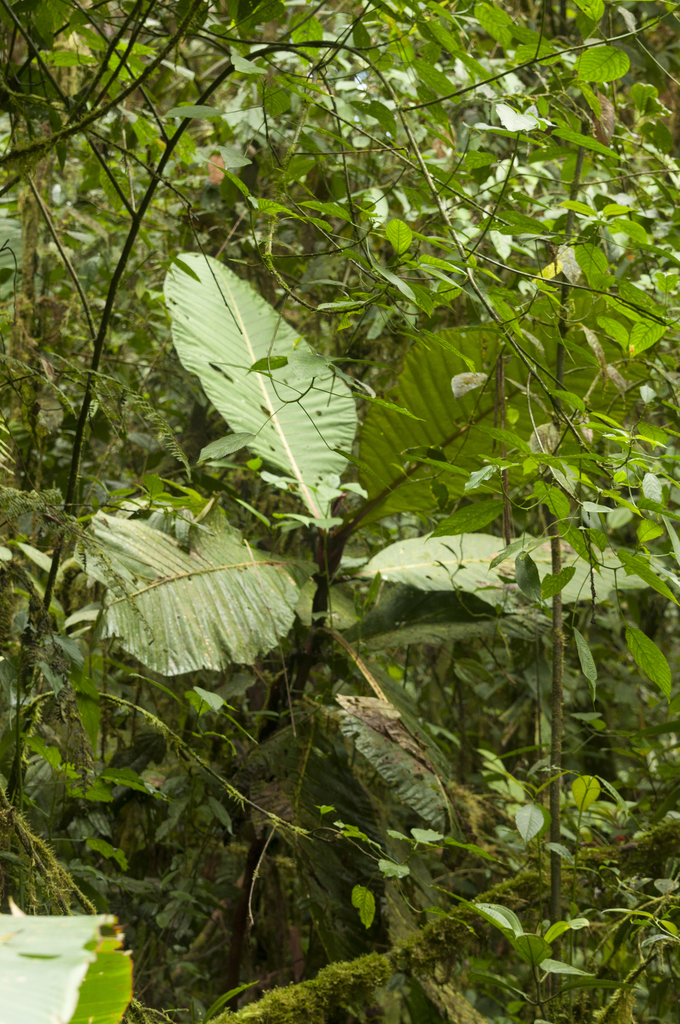 Grias purpuripetala
