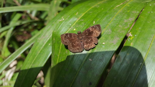 Ouleus fridericus
