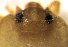 Adoxellus flavihirtus