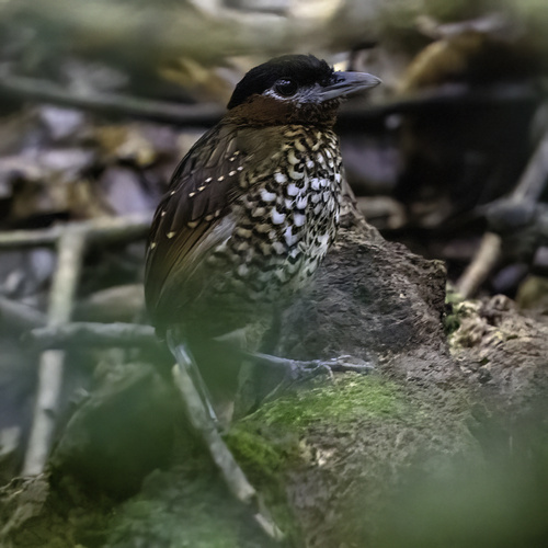 Black-crowned Antpitta (Pittasoma michleri), photo 9