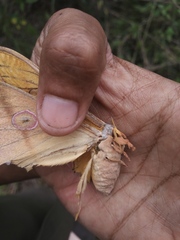 Antheraea