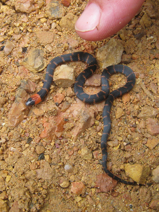 Banded Ground Snake