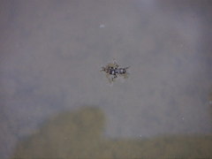 Ellipes minuta