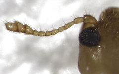 Adoxellus flavihirtus