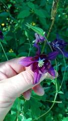 Aquilegia vulgaris