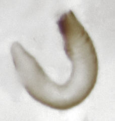 Adoxellus flavihirtus