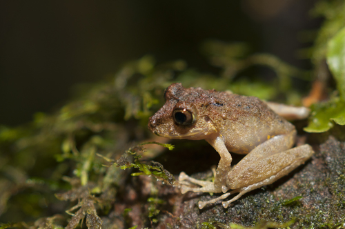 Pristimantis labiosus