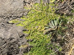 Arenaria bryoides