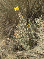 Senecio mairetianus