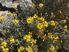 Senecio mairetianus