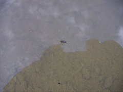 Ellipes minuta