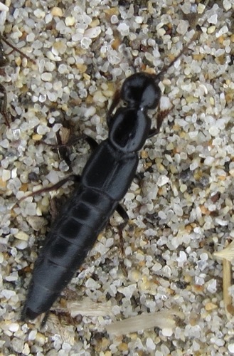 Staph beetle photo 5