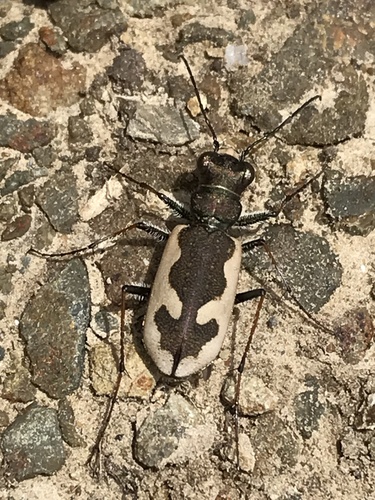 Wide-banded tiger beetle photo 4