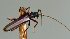 Phlyctaenodes pustulosa