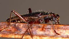 Phlyctaenodes pustulosa