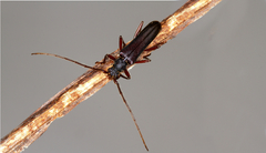 Phlyctaenodes pustulosa