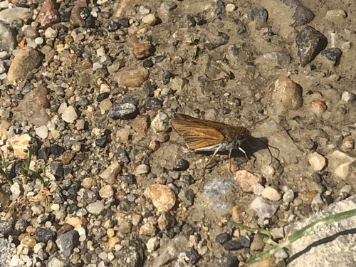 Two-spotted Skipper photo 6