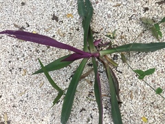 Tradescantia spathacea
