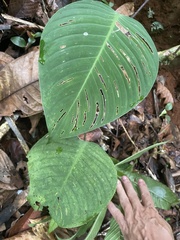 Philodendron popenoei image